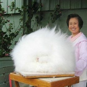 ShinyAwards's tweet image. This is not @Zara.t from universal music, who just did some amazing judging for the #ShinyAwards
#googleimagesfail
#expertfluffydogmaker