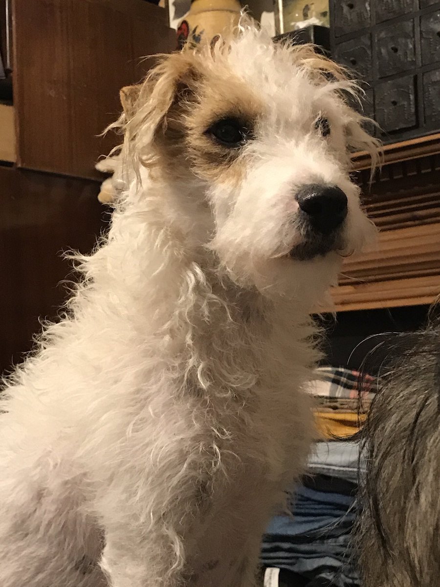 HowardsWayOut's tweet photo. This one is my staring-into-the-distance-looking-dreamy catalogue pose 😄💖 #DogsWhoBlog #DogsofLondon #LoveLondon https://t.co/dfxRx5Lcl9