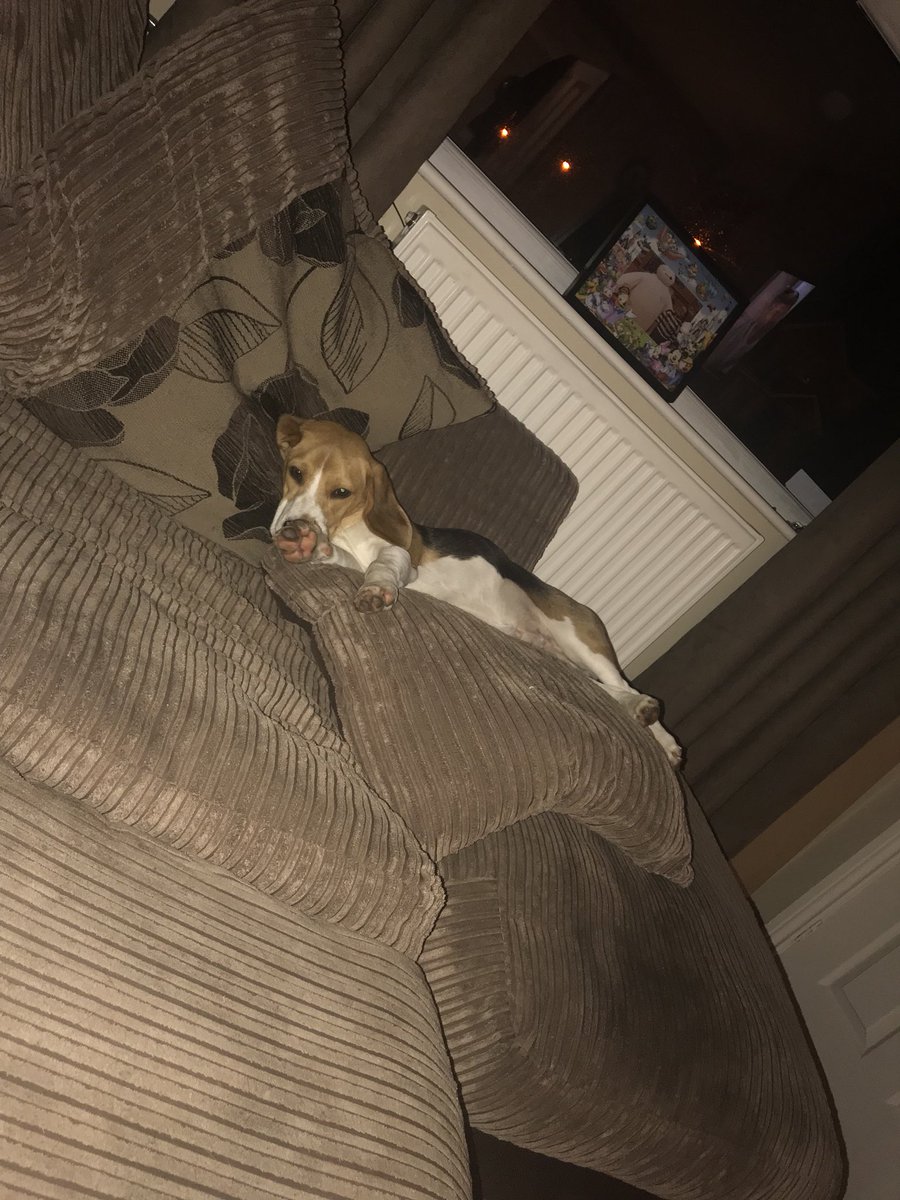 JacksCoathup's tweet photo. This dog takes over the couch #comfythere #naughtypuppy https://t.co/RDsCNH7s7V