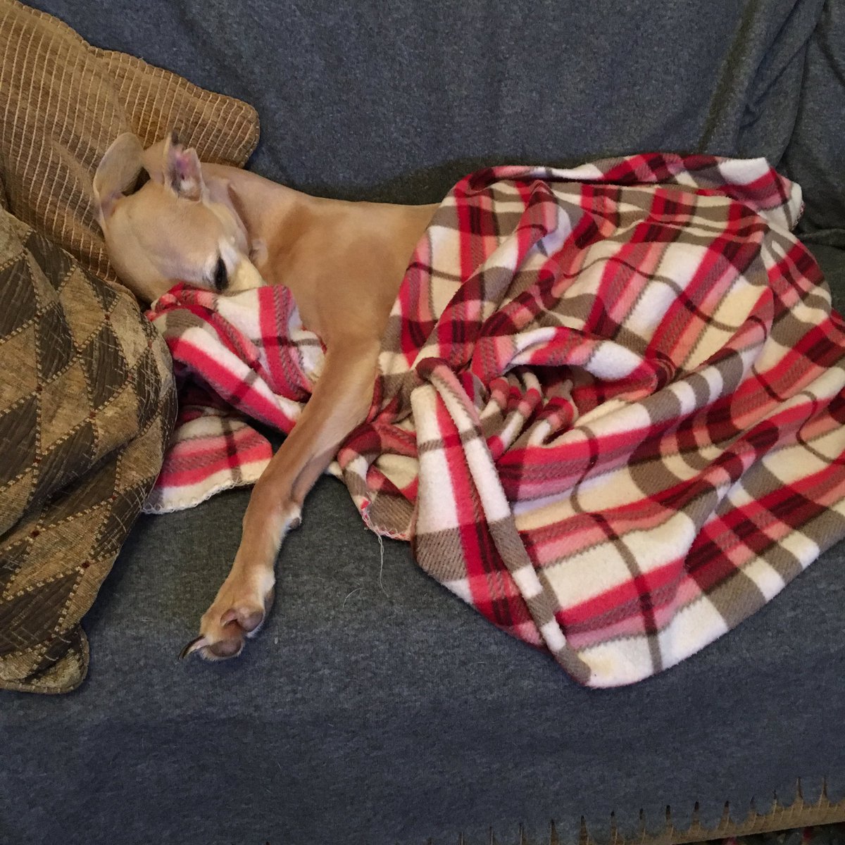 lp_lisa's tweet image. #makingdo