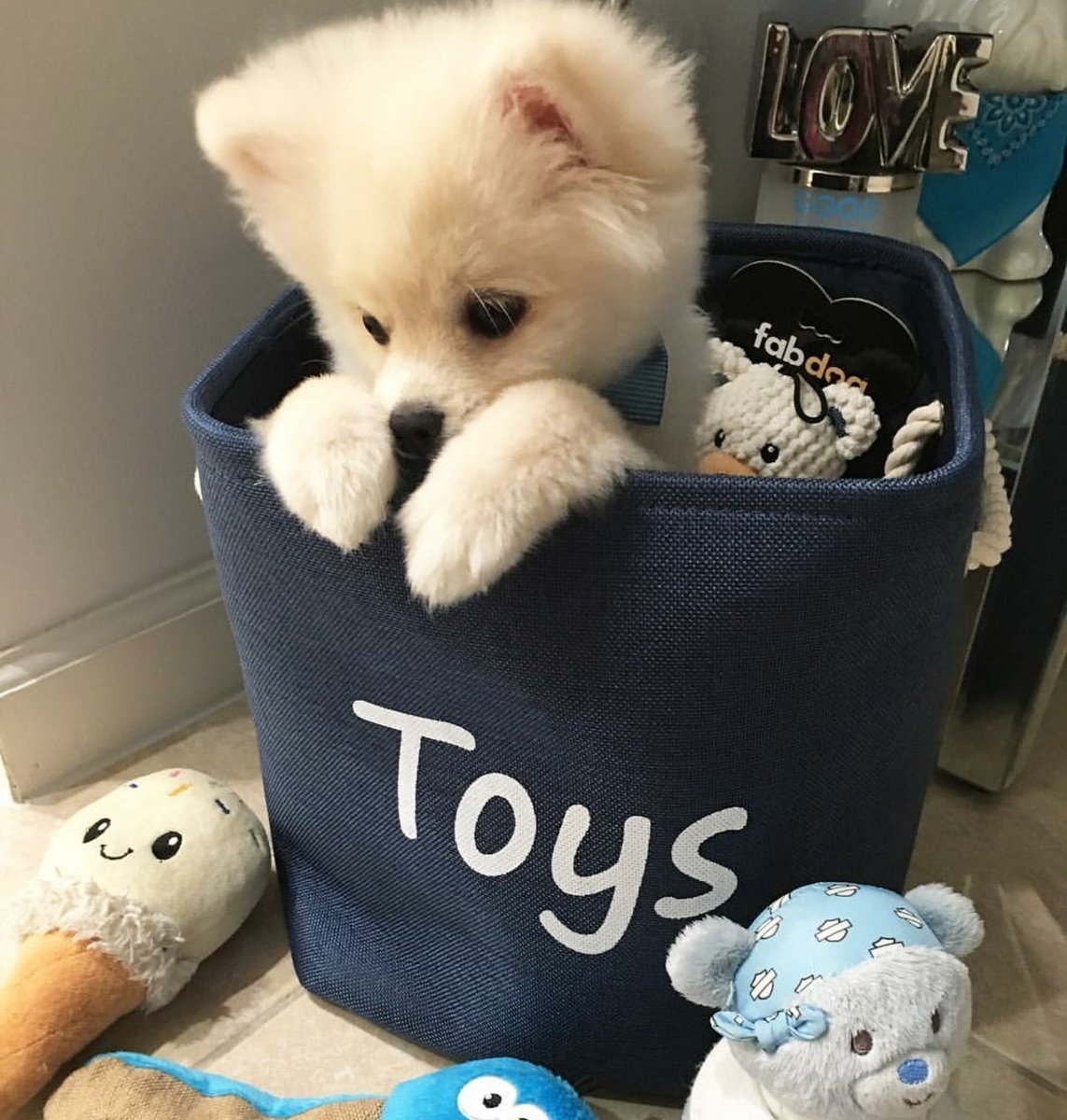 PomeranianF's tweet photo. Playful pomeranian https://t.co/qz61Mz7LmK