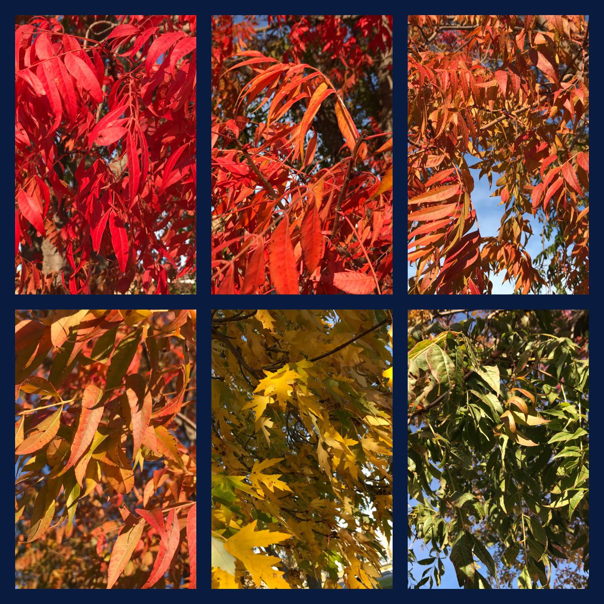 HHAlumni's tweet photo. #FallRainbow #ChangingSeasons #BeautifulCampus #ChargerPride https://t.co/2sFRuC7f3p
