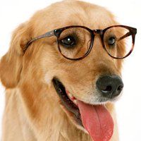 LabRStore's tweet image. Training Sniffing Dogs buff.ly/2mt6wnA