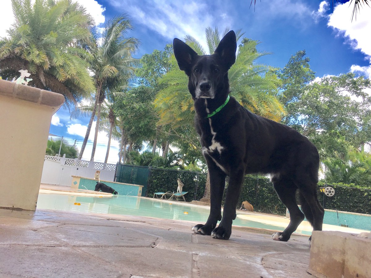 vca simmons veterinary hospital