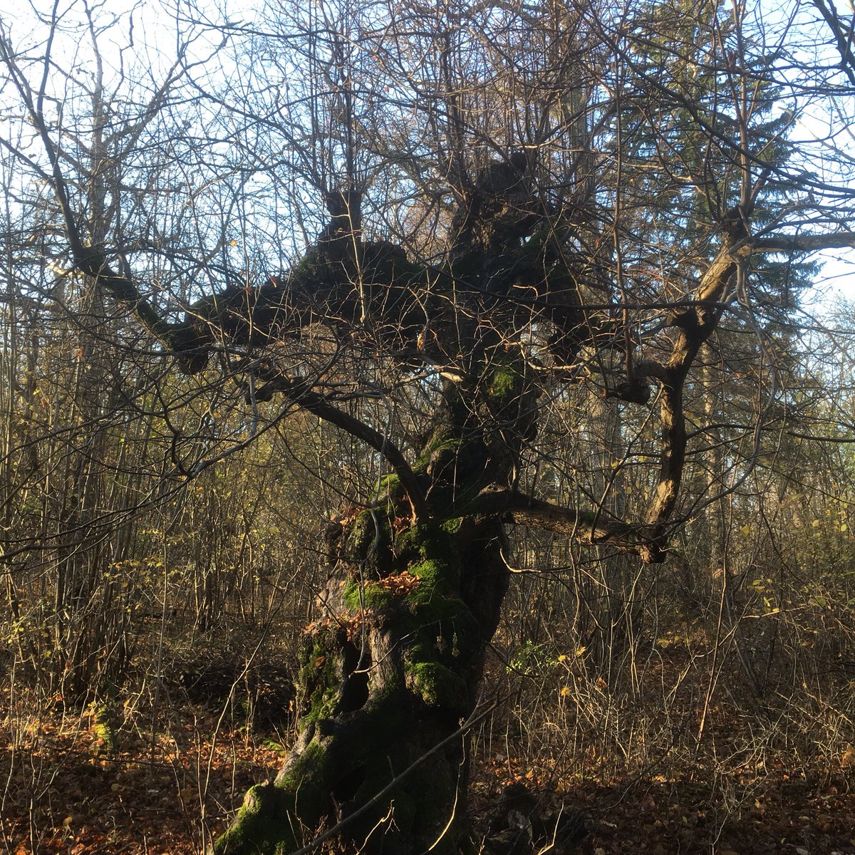 ProNaturaSE's tweet photo. Lovely old lime pollard - a living sculpture at Halltorps hage https://t.co/LKrUQJFIDh