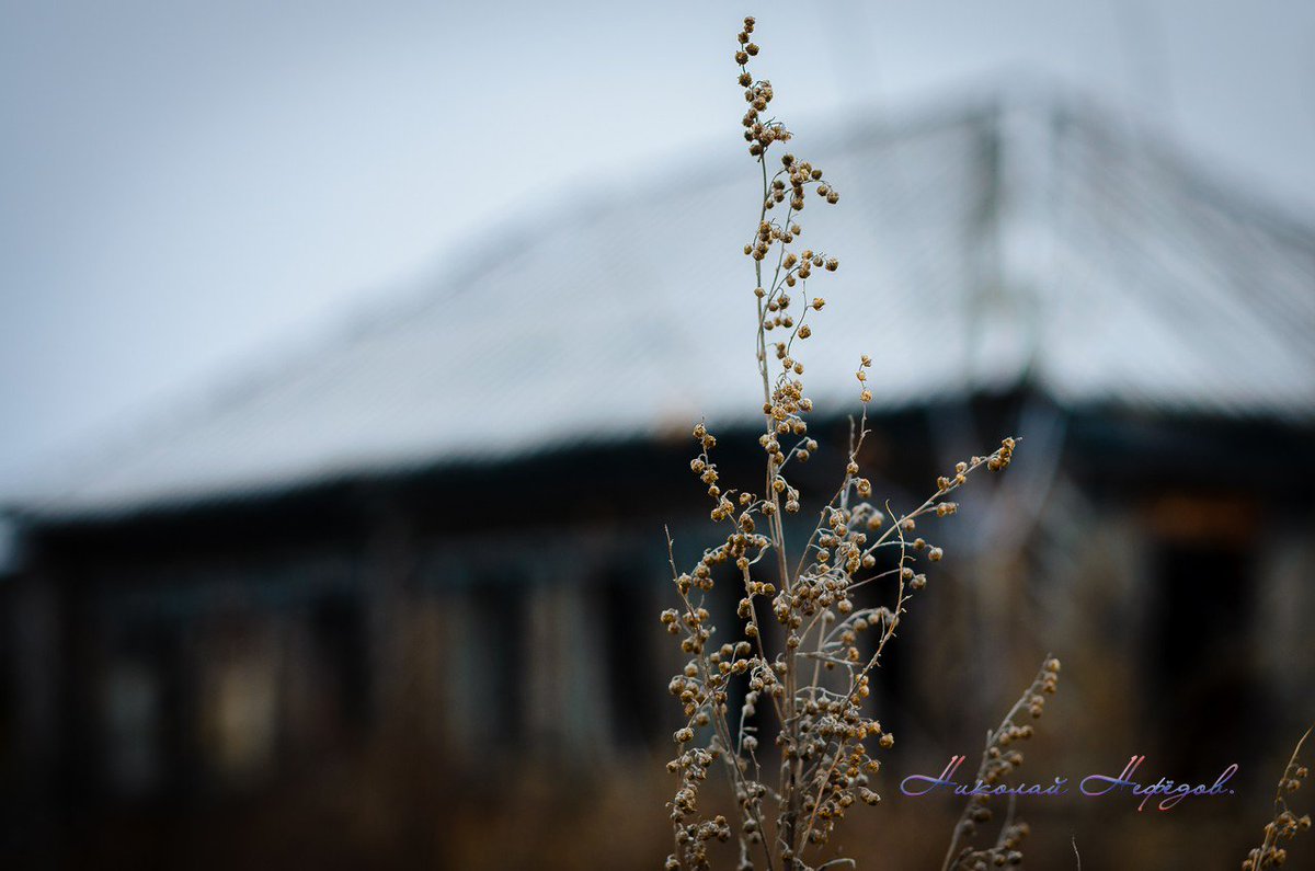 akbash60's tweet image. #Русскаядеревня.