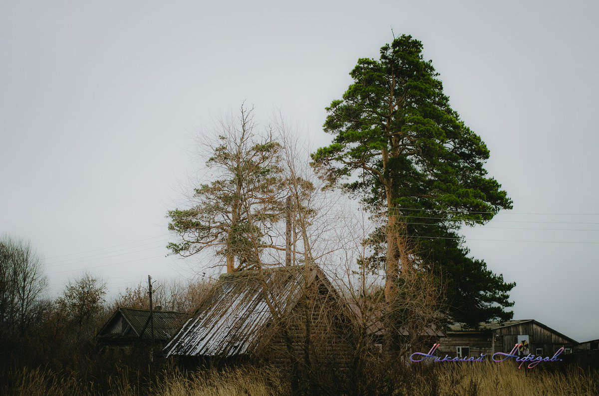 akbash60's tweet image. #Русскаядеревня.