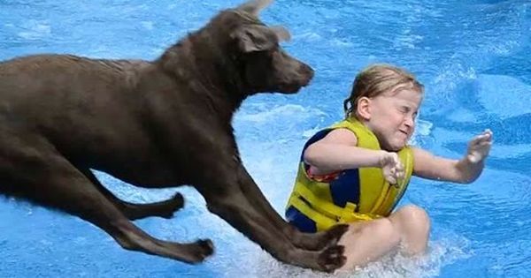 LabRStore's tweet image. Just Pinned to Labradors: Labradors Are Awesome Part 2: Compilation - YouTube ift.tt/2js4tyX