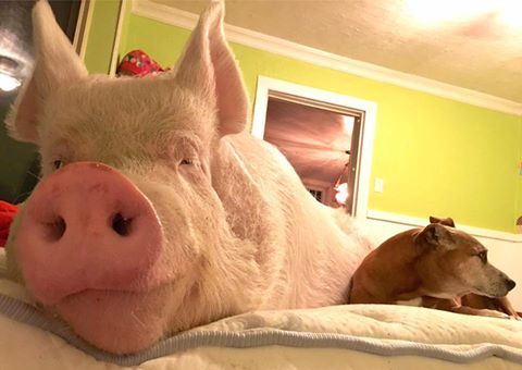 PatrickHNorton's tweet photo. What's really the difference between one and the other? #FriendsNotFood https://t.co/Crc5jn7f85