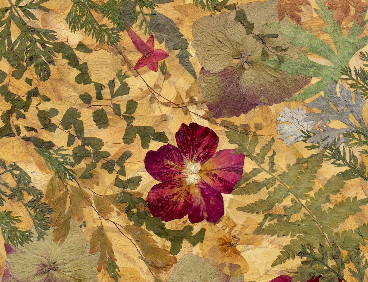Glirencai's tweet photo. Materials: dried rose petals, hydrangea, carrot leaves, fern and other plants, natural wooden frame https://t.co/GqpR5HFNBb https://t.co/PdrryJmQ7Z