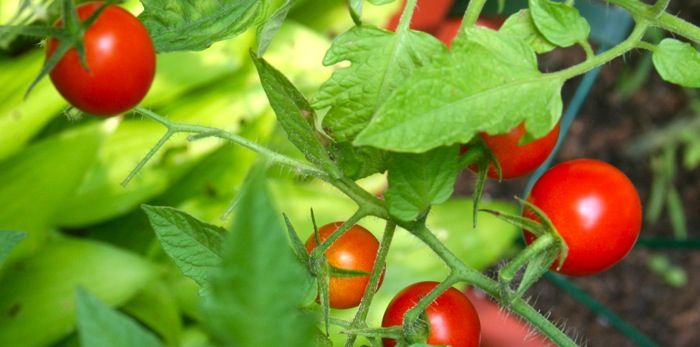 RT <a href="/urbanicultor/">urbanicultor</a> Tomates en macetas: 10 sencillos consejos tinyurl.com/jb9ybeq