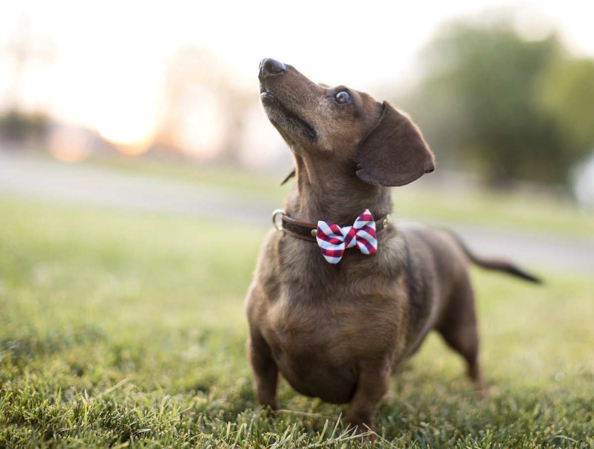 Zappos's tweet image. Oregon, we&apos;re coming your way with @AnimalLeague for our last Friends on Us Friday of the year to help you find your new best friend! #ZapposforPets #GetYourRescueOn  zps.to/bs0brw7D