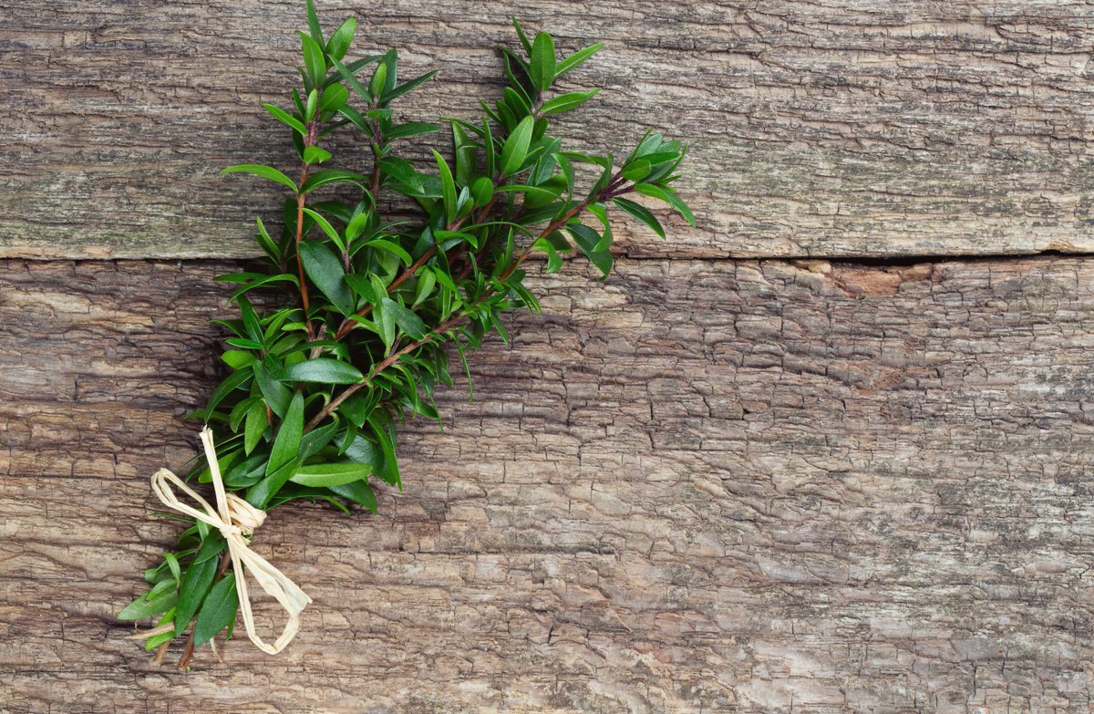 DesignInScent's tweet image. Our Frosted Veil eau de parfum has a heart of myrtle. Who knows what myrtle has in common with Royal brides? ow.ly/vXun30gq54m .