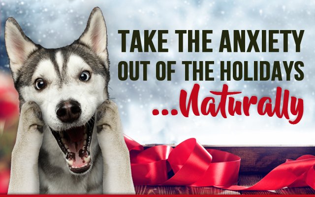 LifeFORCEPets's tweet photo. Does your dog get stressed during holidays? SAVE 10% on Stress Relief #dogs #doganxiety https://t.co/OMvhCNDFlP https://t.co/07lZYFofzA