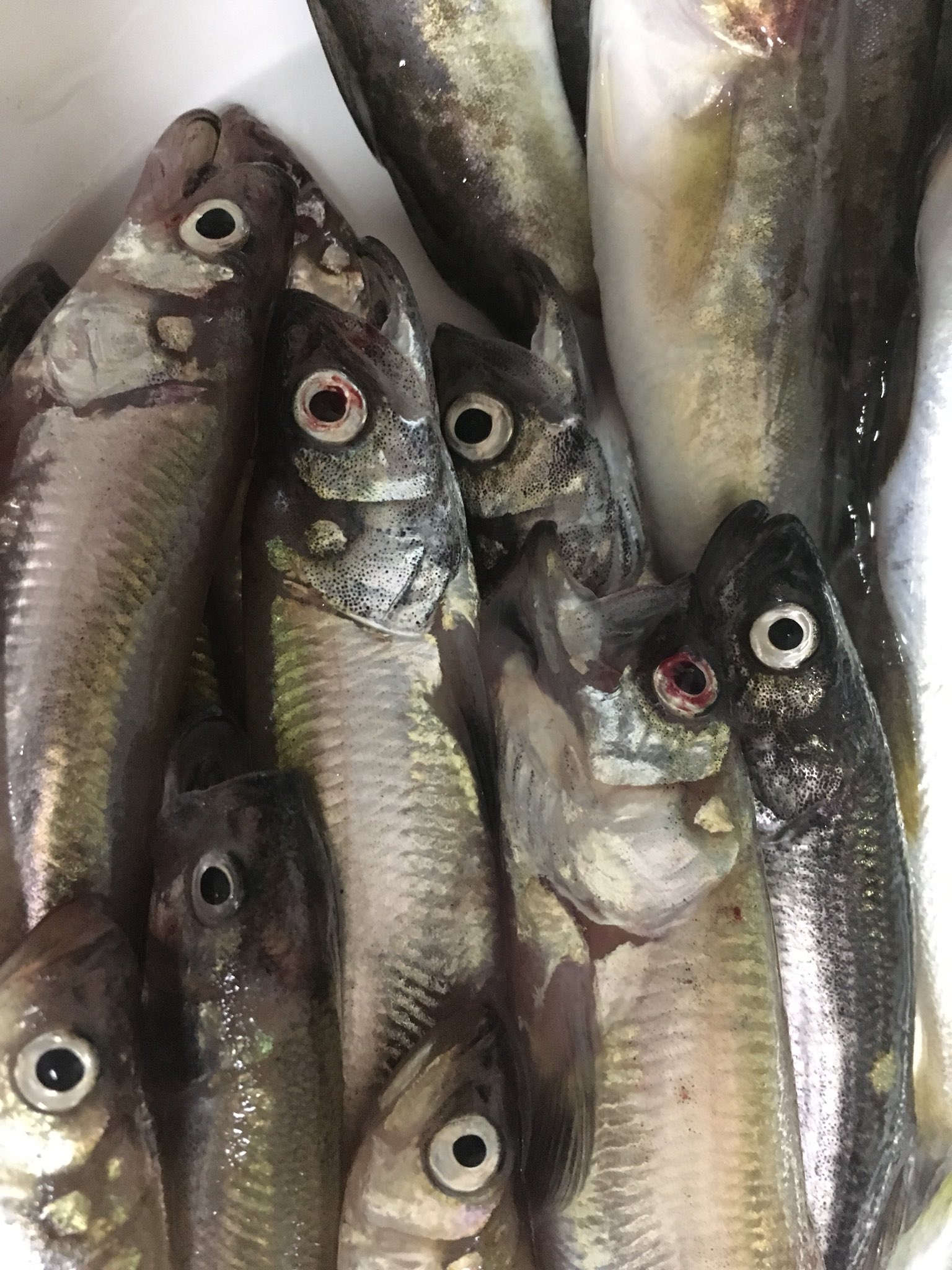 تويتر とっぽ 21年ホッケ準備開始 على تويتر 釧路西港 ししゃも釣り 釧路は強風でした だいぶししゃも黒くなり 本日で ししゃも釣りは終了 6時半から15時までの釣果 北海道 釧路 西港 ししゃも 釣り T Co Hmhyga7b5f