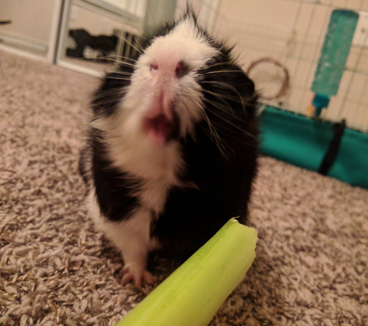 7daysaweekblog's tweet photo. Majestic piggy β¨
.
.
#guineapig #guineapigs #guineapigsofinstagram #piggies #piggy #piggiesofinstagram #pets #smallanimals #smallanimalsofinstagram https://t.co/Khr1OMv6Fp