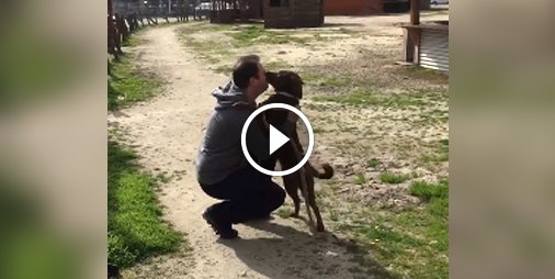 Les retrouvailles émouvantes 😊 d'une chienne et son maître après plus de 2 ans de séparation  😰 ☛ bit.ly/2zKZrlj