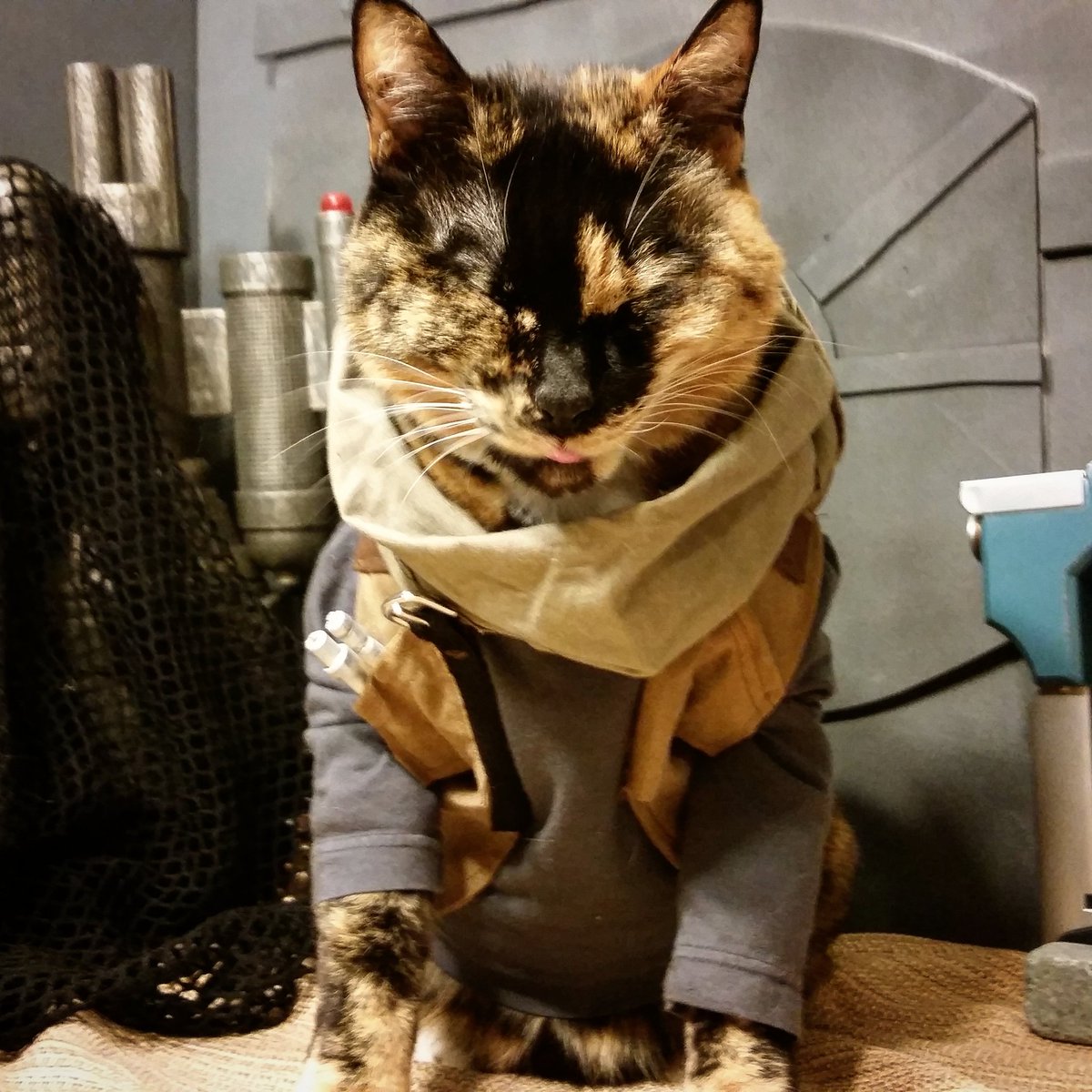 Cat_Cosplay's tweet photo. "We have Blep. Rebellions are built on Bleps!" ~Jyn Purr-so
#BlepDay https://t.co/mR6GleMRiF