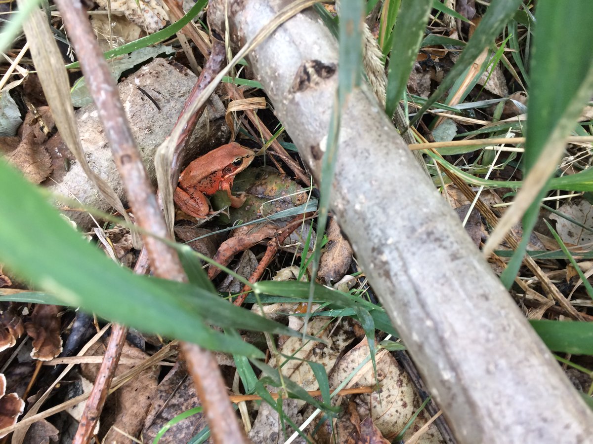 ColumbiaEstuary's tweet photo. Students find so much neat wildlife at #SteigerwaldNWR! The other day we found northern #redleggedfrog, Pacific #treefrog, and a #gartersnake. #herps #WildlifeWednesday https://t.co/6u1emAEki0