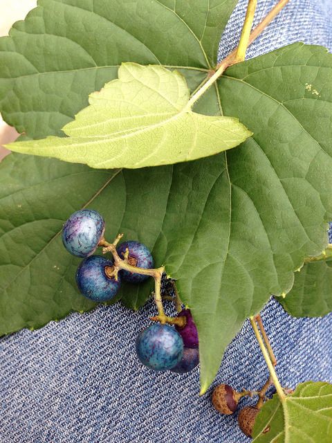 LoveRockCreek's tweet image. We seriously spent a whole day removing this vine, and there's still tons (literally) to remove from the park. buff.ly/2yz4jIR
