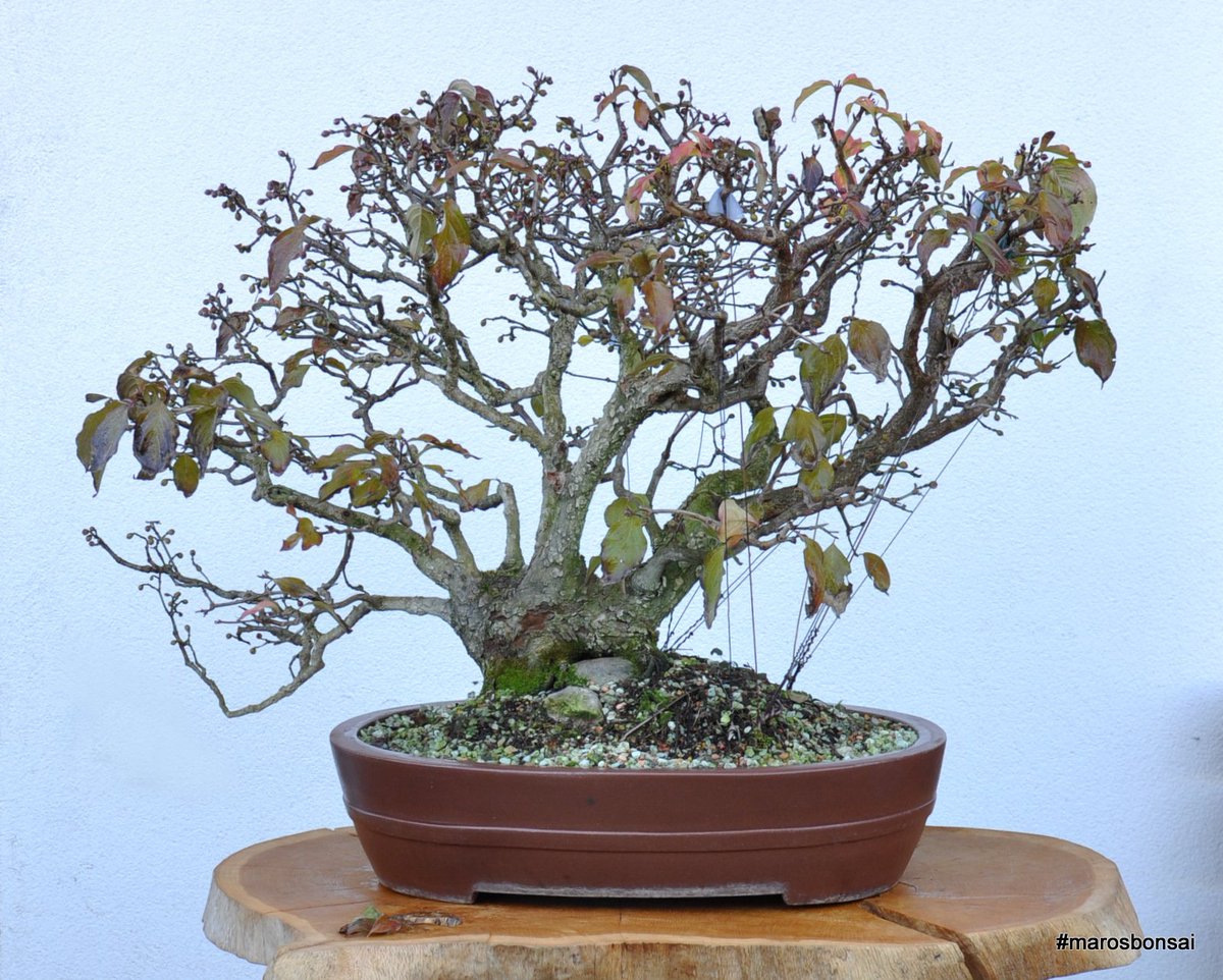 Maros Bonsai On Twitter Dogwood Bonsai With Autumn Foliage Https T Co Ahpcskuqni Marosbonsai Bonsaitree Dogwood Cornus Cornusmas Autumn Autumncolors Https T Co Ezugwwsymw
