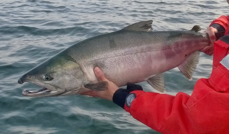 NWDerbySeries's tweet photo. With an updated run of close to 2-million chum its time to get the boat out to places like Hood Canal and So. Puget Sound to pursue these hard fighting fish! On another note standby for 2018 derby schedule coming out soon! https://t.co/qQCI7otXvV