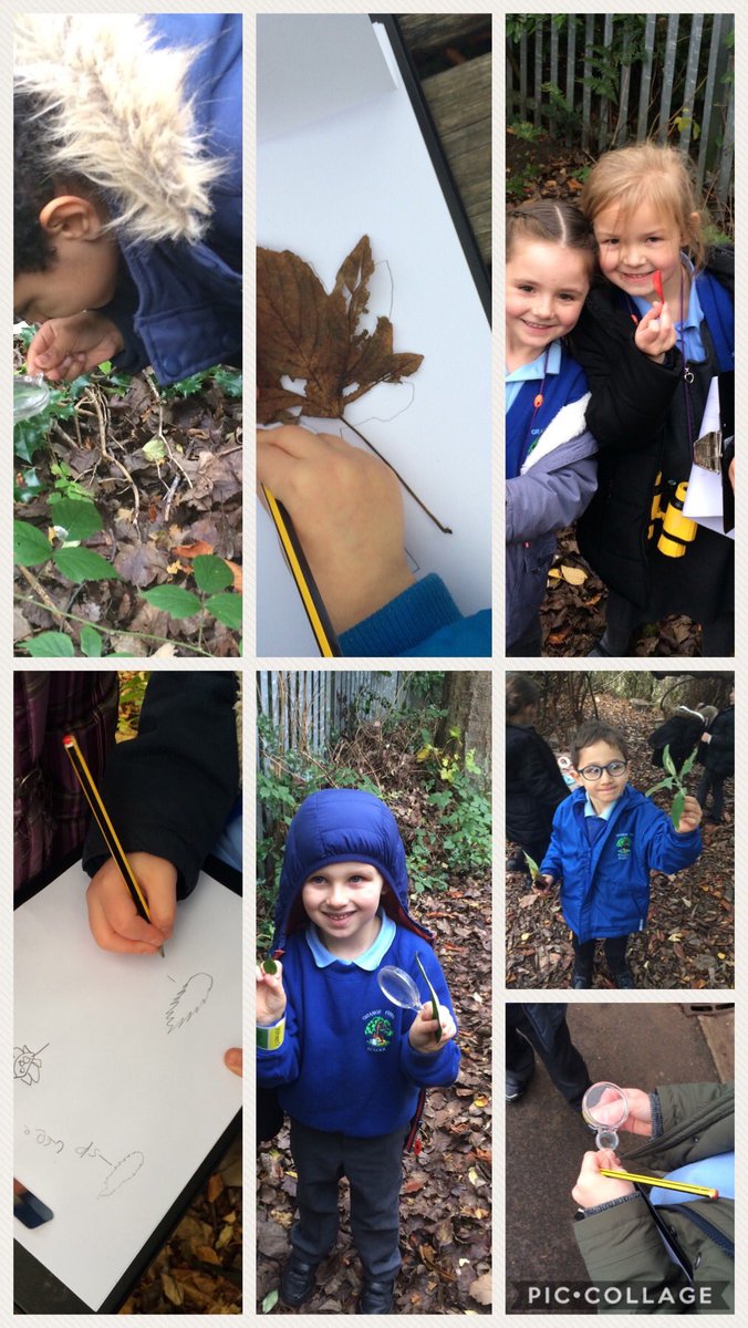 GrangeYear1's tweet photo. Great fun observing and classifying leaves today! #grangestem #gststem 🌿🍀☘️🍁 https://t.co/mhdM4sRLdq