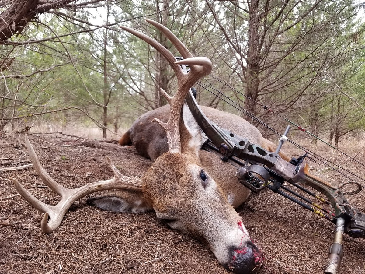 okarrowslinger's tweet photo. Had a little success over the weekend, hoping Friday bring the same results! Oklahoma is in rut! https://t.co/ZwAiiio7m3