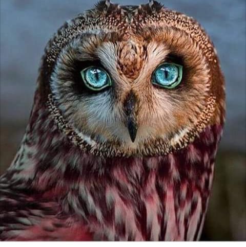 Ojos de cielo.naturaleza fantástica 💟