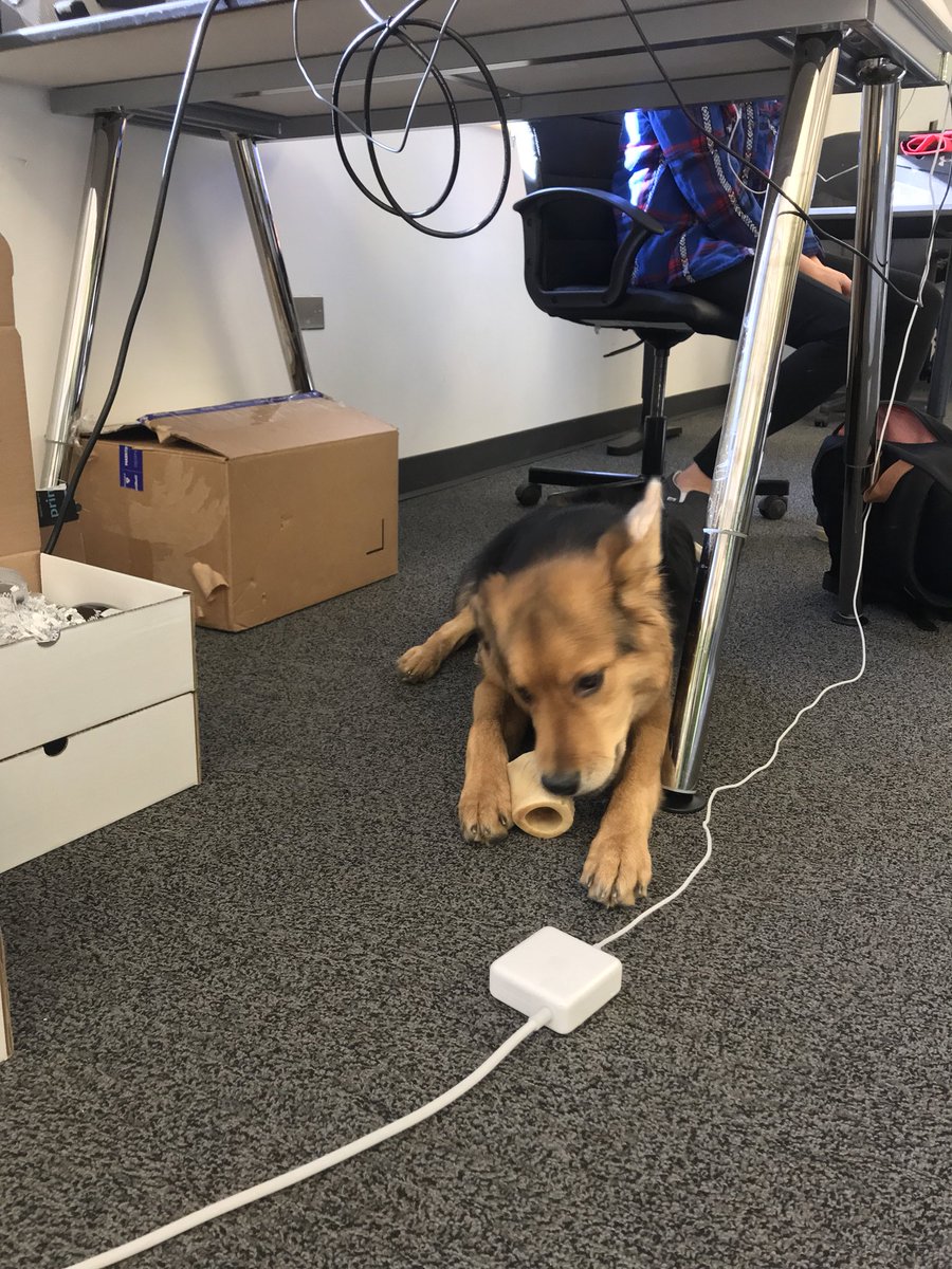 harpermiller3's tweet photo. Ruff Wednesday’s at the office! #CUintern https://t.co/lQTT68wsBi