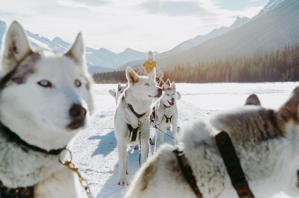 A6. It’s really hard to resist the tough, hearty and totally adorable sled dogs of Alberta. #CanadaChat