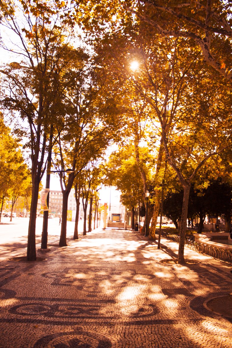 shannon_hope8's tweet photo. »Hello Fall.« #photography #fall #Lisbon #avenidaliberdade #portugal #wanderlust #leaves #trees https://t.co/y4STagXqZl