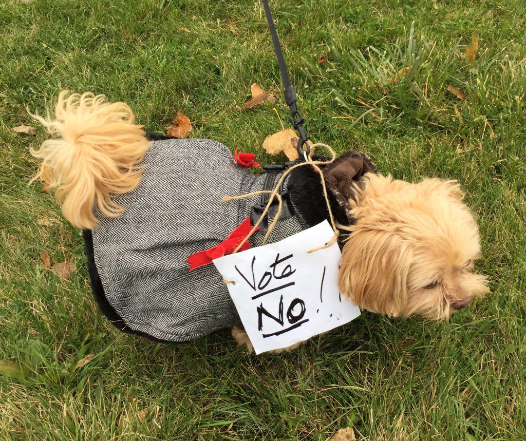 vidabarker's tweet photo. #StandWithFaculty #COLLEGESTRIKE   Even Cody is rejecting the offer! https://t.co/Z3o7Gd5xEY