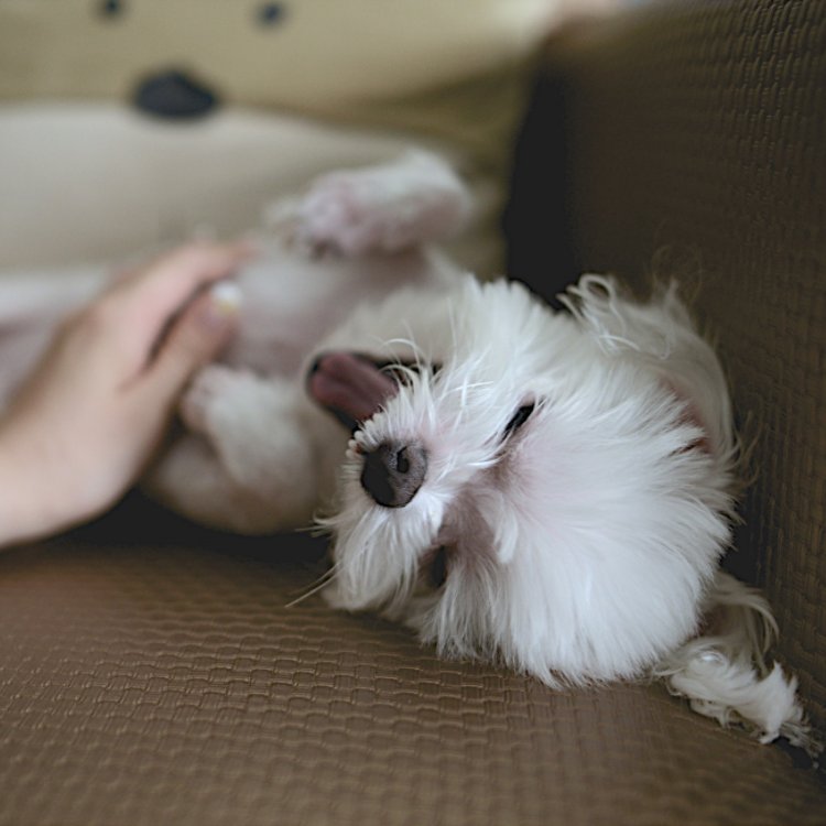 PinkPucciDogs's tweet photo. Home is where the belly rubs are. https://t.co/J1Cr0ZZ7J7