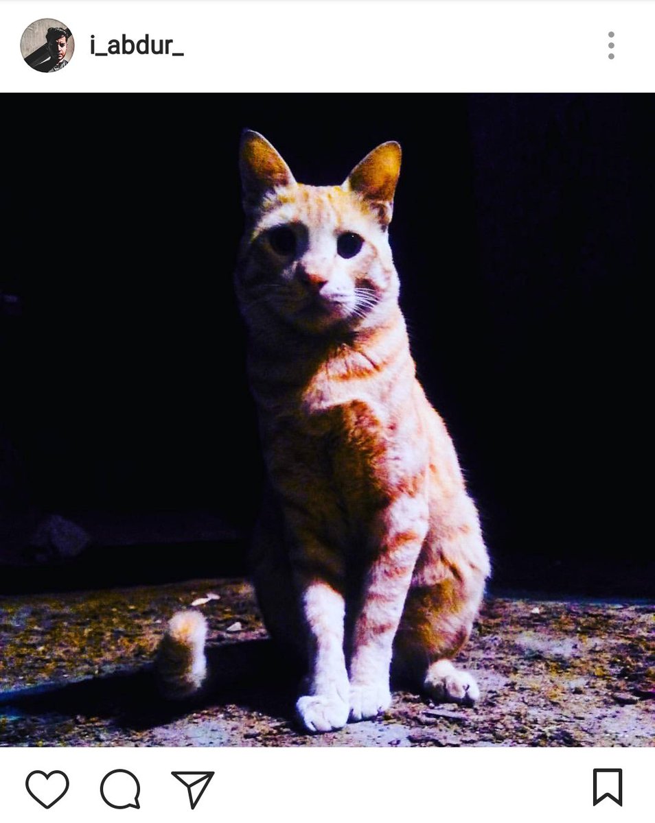 Iabdur9's tweet photo. Cat is like a perfect model who gives you a stunning pose for your photoshoot.
#old1 #myphotography #Cat https://t.co/WPV5B4Tcd9