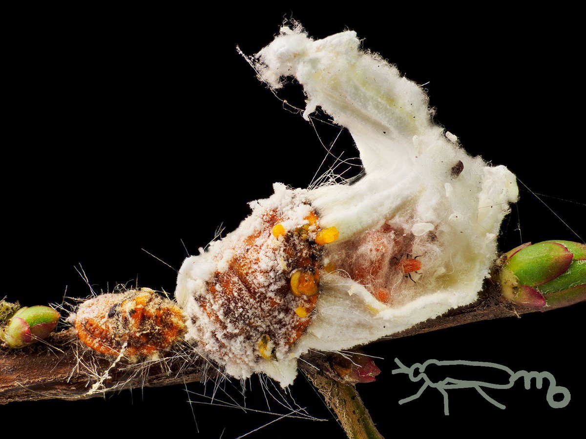 Mouuuusa イセリアカイガラムシの幼虫がせわしなく動く動画です