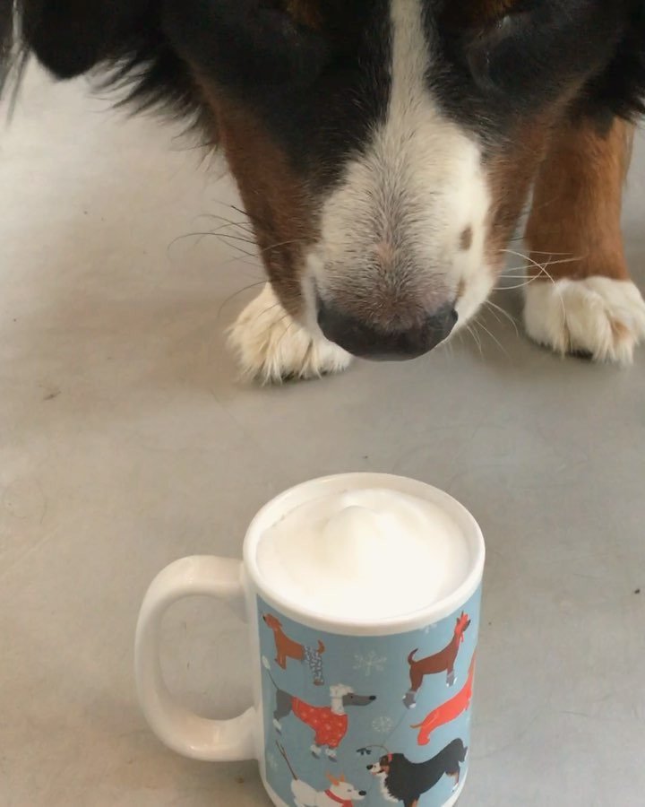 beatrixandmidge's tweet photo. Wow, really diving right in there, Bea! She’s a little tentative about the milk foam #bernerbrain but she does love her Holidogs mug! Avail… https://t.co/UHd0uZT7dp