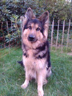 I said goodbye &amp; know you’re all right now
But when the leaves are falling down I still cry

Mirte van Marjans Meute
20-3-2010 • 26-10-2017

<a href="/dogcelebration/">CelebrationOfDogs</a>