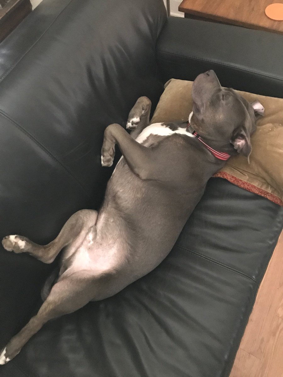 @AlisonJ8991 <a href="/paafnan/">Paul&Lulu the Staffy</a> @SaffiTheStaffie <a href="/StaffyDognCo/">Staffy Dog n Co</a> <a href="/stephenhillbill/">Rudy & Angel Buster</a> <a href="/Blue_The_Staffi/">Blue THE Staffie</a> @PdStellaGlosPol <a href="/LucieWheeler6/">Bella Blue</a> @EricWhylie <a href="/usainbolt/">Usain St. Leo Bolt</a> <a href="/DollyDog06/">DollyThe Staffy</a> <a href="/LouTheStafford/">Louis The Stafford</a> <a href="/STAFFYBULLCLUB/">STAFFY BULL CLUB UK</a> <a href="/Dogsoftwiter/">Dogs Of Twittër</a> <a href="/dogcelebration/">CelebrationOfDogs</a> <a href="/dog_rates/">WeRateDogs</a> #bellyoff #noshame #noshameinmygame #fullbelly #bellybellybelly #dogsoftwitter