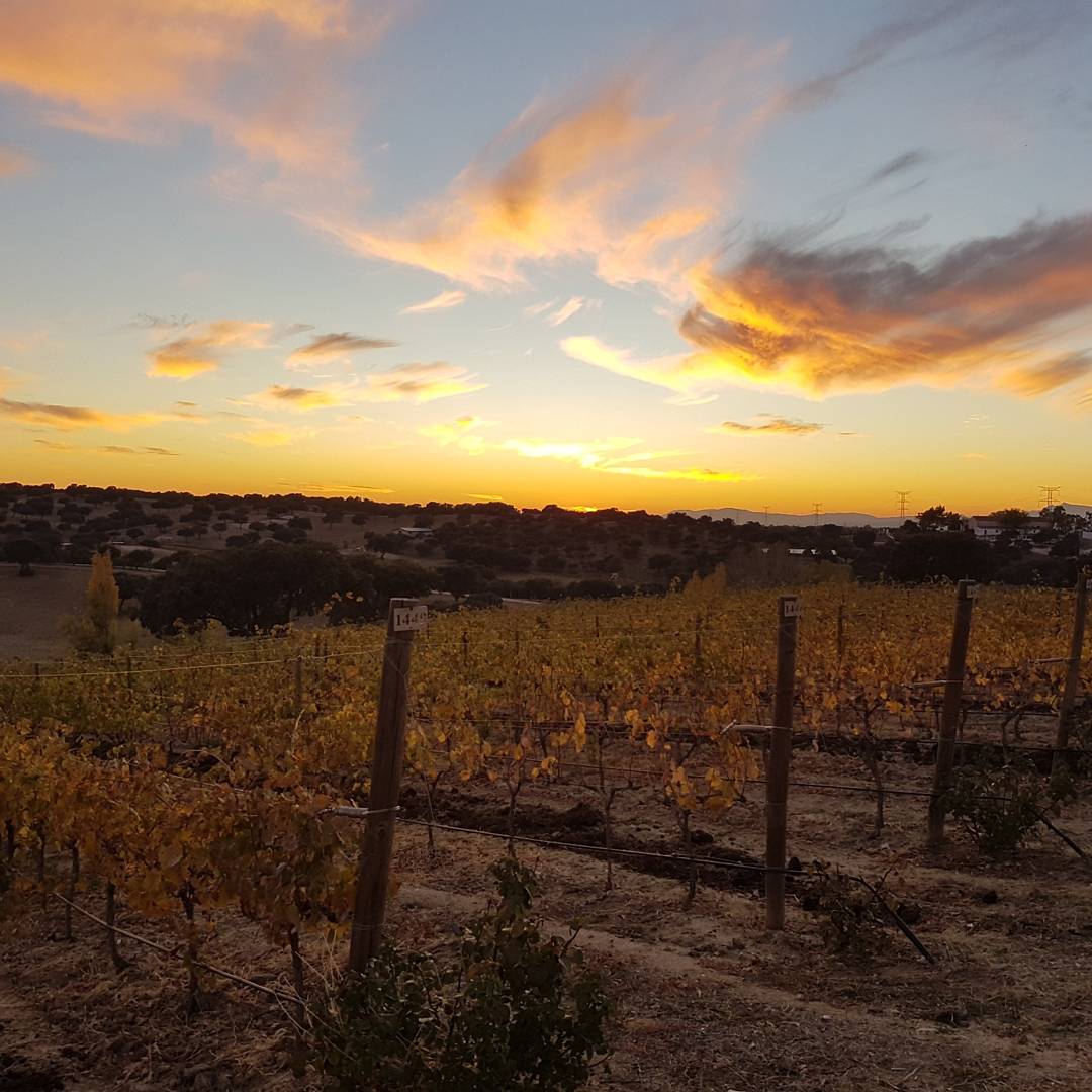 valquejigoso's tweet photo. Espectacular puesta de sol en #Valquejigoso 
Preciosos colores otoñales
#naturaleza #viñedos #vino #winelovers https://t.co/7DdYnamwzQ