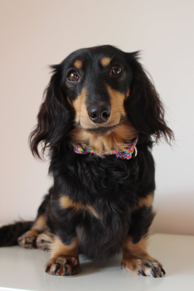 Fachshund's tweet image. Happy #woofwoofwednesday! We're back to normal this week and have a new blog post, which is all about @DevilDoodDesign 🐾 fachshund.blogspot.co.uk/2017/11/devild…