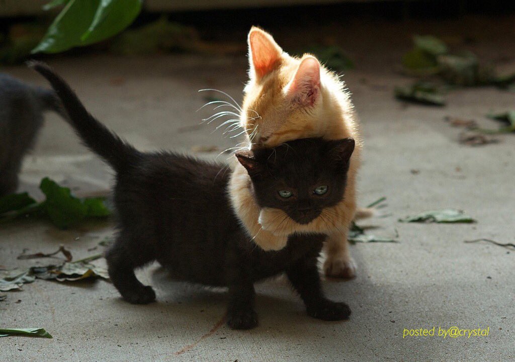Crysd3's tweet photo. Me loves my Sis!🐾🐾💕

#whiskerswednesday https://t.co/pFKtifcNeI