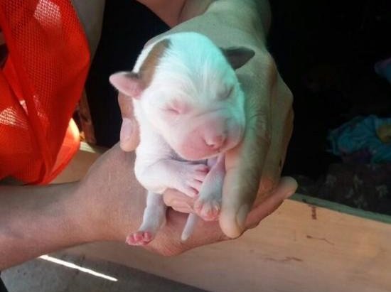 Urgente se necesita hogar temporal para 🐶 y sus cachorros recién nacidos. Corren peligro, están en una constructora. Rt 🙏🏻
<a href="/buscadogcl/">buscadogcl</a> <a href="/MascotasCl/">buscando mascotas</a> @DGatunaPerruna <a href="/Fundacion_Suyai/">FundacionSuyai</a> <a href="/carolinapinoc/">Caro 🌲 C.</a> <a href="/F_GarrasyPatas/">Garras y Patas</a> <a href="/fundacionstuka/">Fundación Stuka</a> <a href="/andreacazes/">Andrea Cazés</a> <a href="/adogtamecl/">adogtame</a>