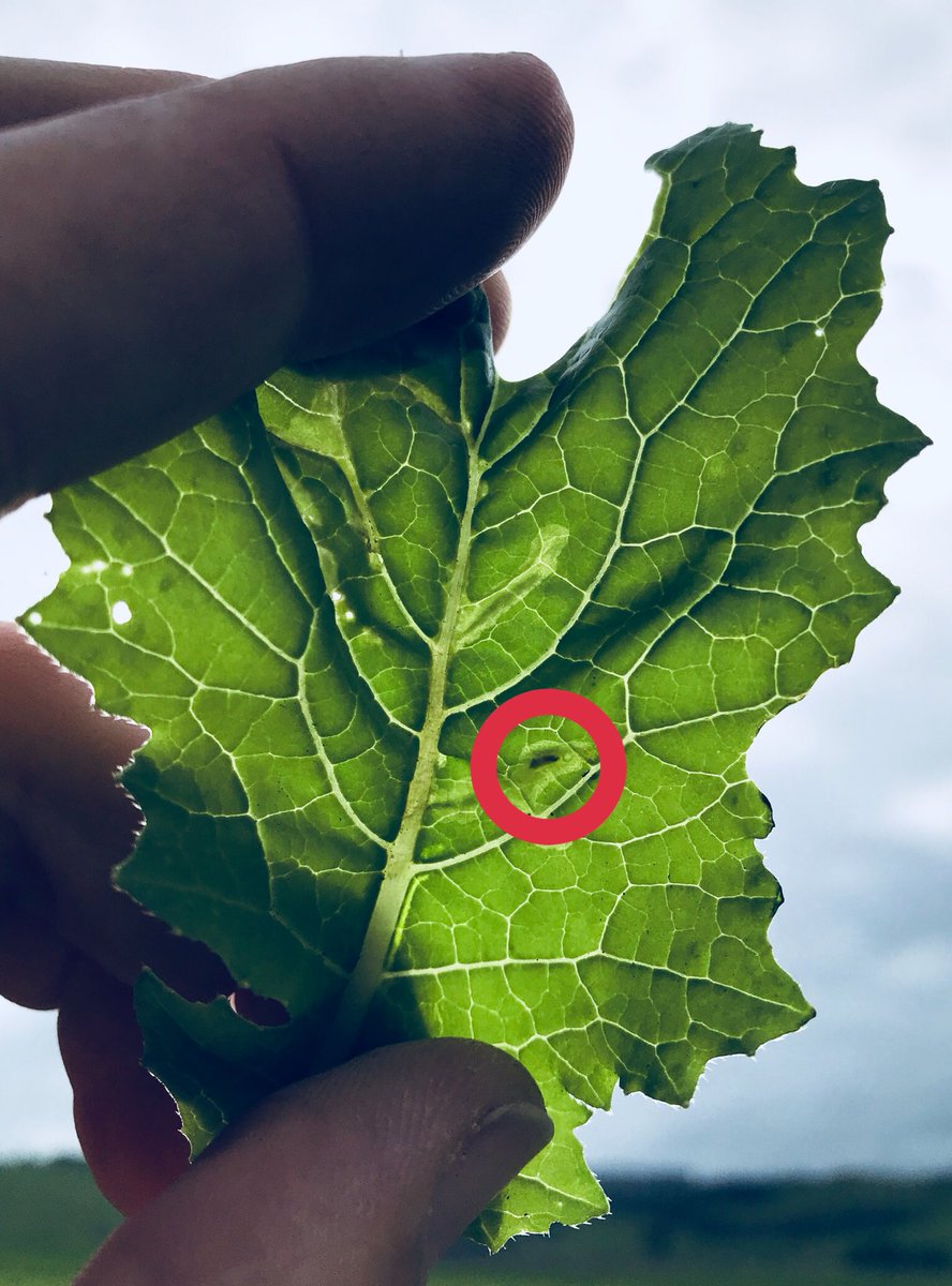 kyle_gardyne's tweet photo. Checking #brassica crops around the Waikato. Some early leaf miner and slug damage about. #cropcheck and find and control them early! https://t.co/z9E3fn6OPz