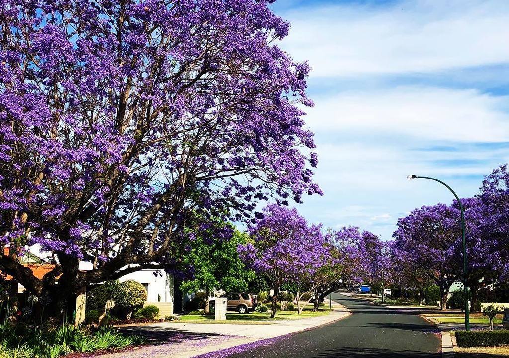 purplelouise22's tweet photo. When everything turns purple you know it’s gonna be a great day! 💜💜💜💜 #jacaranda #soperth #icwest #perthisok #justanotherdayinwa #jacarandatime #discoversouthperth #seeaustralia https://t.co/EjkoeDJmoi https://t.co/SuqSKwdGKN