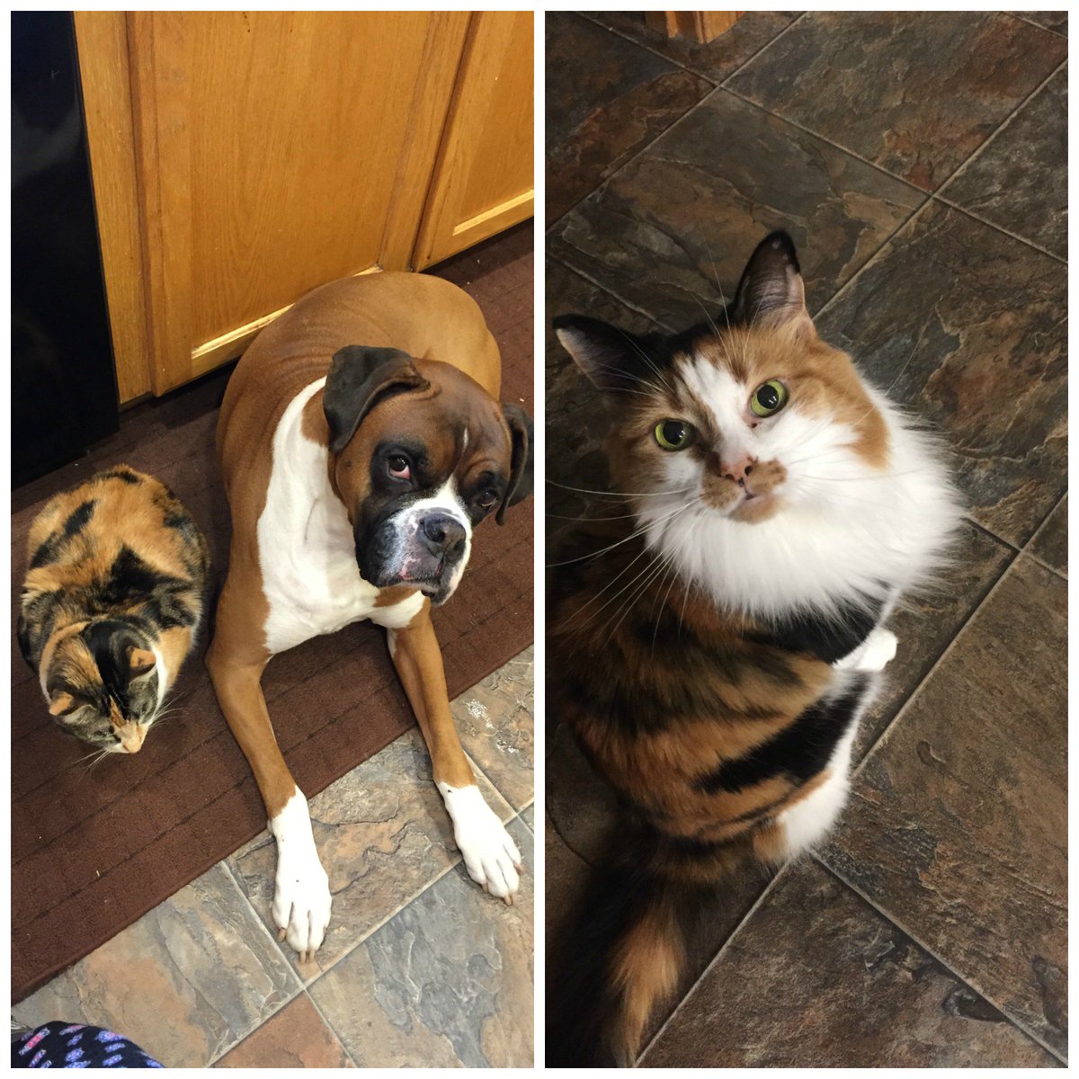 Roscoe1679's tweet image. Yay! We love our babies.  Sadly I lost my Roscoe to cancer this year he was Kyra&apos;s best friend and my sweet baby.  #ZapposforPets #GetYourRescueOn