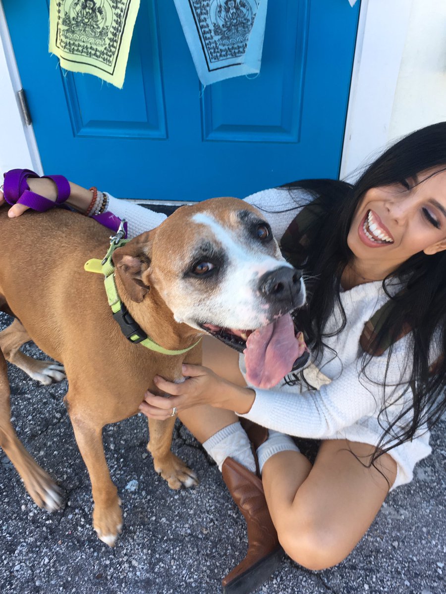 PetPalStPete's tweet photo. It's #adoptaseniorpetmonth and Benjamin is waiting for YOU! ๐พ๐ @PetPalStPete @StPeteFL @GrandCentralSP @dtsp @charlotte__jean Awaken2Yoga #stpetedogs #boxers @MarcJasonTweets @veronica995 @abcactionnews #muttmonday https://t.co/BI3MVoelVJ