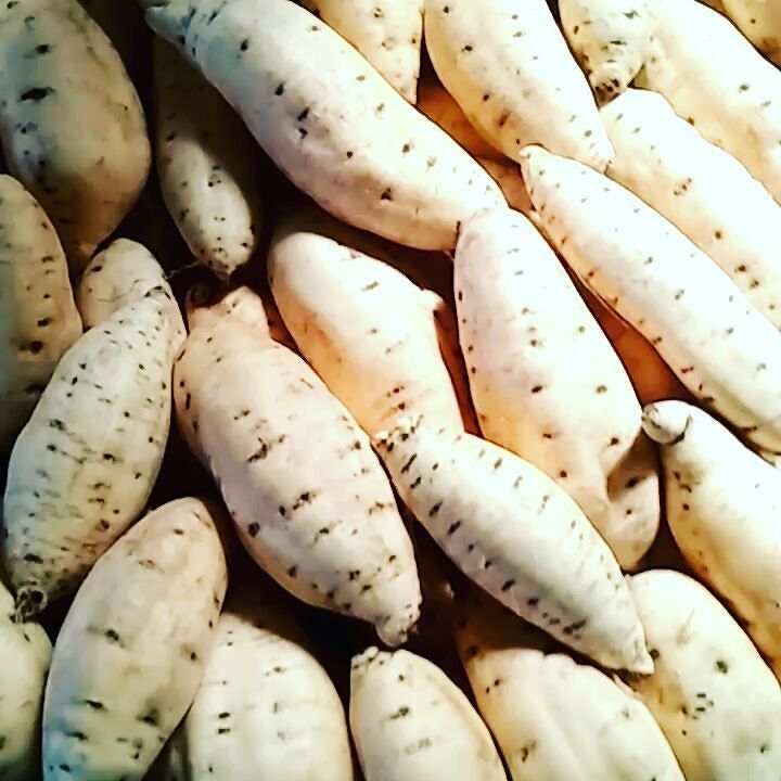 ubicilembu7777's tweet photo. #cilembu #ubicilembuasli #ubicilembu #ubicilembuaslipucima #ubicilembusumedang #ubicilembumadu #sweetpotato #honeysweetpotato #sumedang #sumedanghits #sumedangtandang #sumedangbanget #sumedangbangkit #sumedangupdate #inimahsumedang #pucima https://t.co/FQ1zV3iG90 https://t.co/2nHqehu6D7