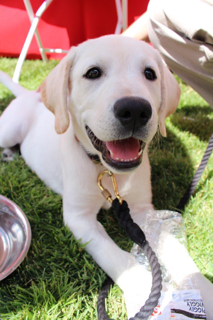 Samford SGA tweet media