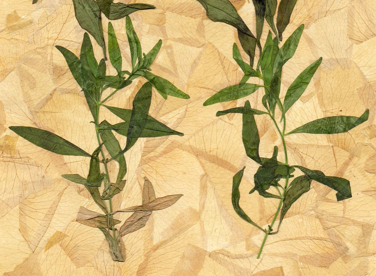 Beauty Flowers, Dried Flower Art, Flower Decor, Pressed Flowers etsy.me/2mtrt1K